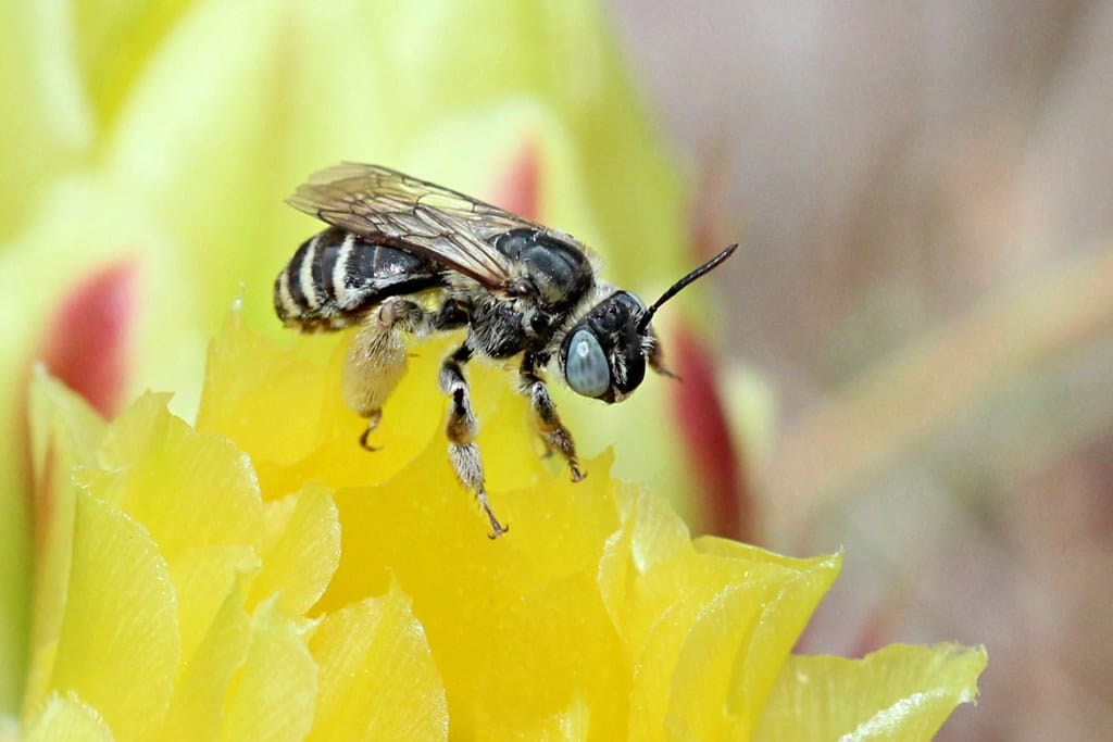 Longhorned Bees