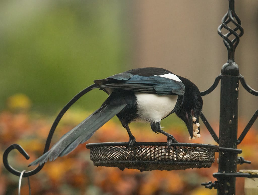 Magpie