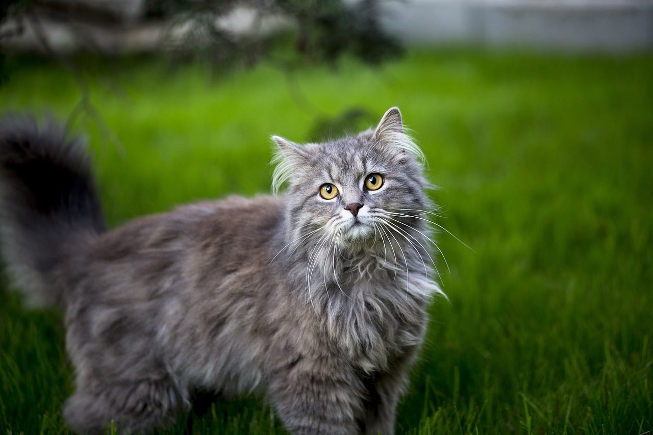 Maine Coon - Most Expensive Cat Breeds