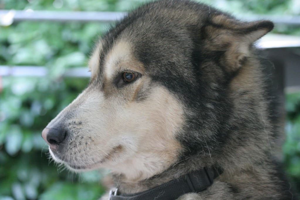 Alaskan Malamute
