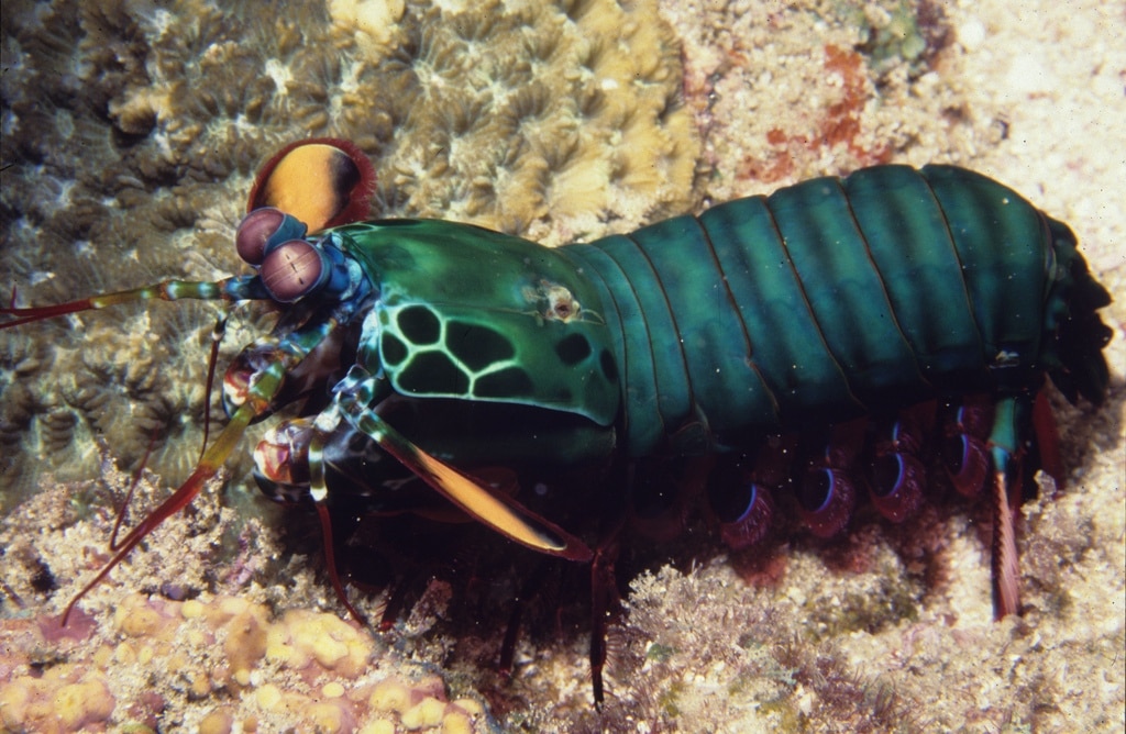 Mantis Shrimp