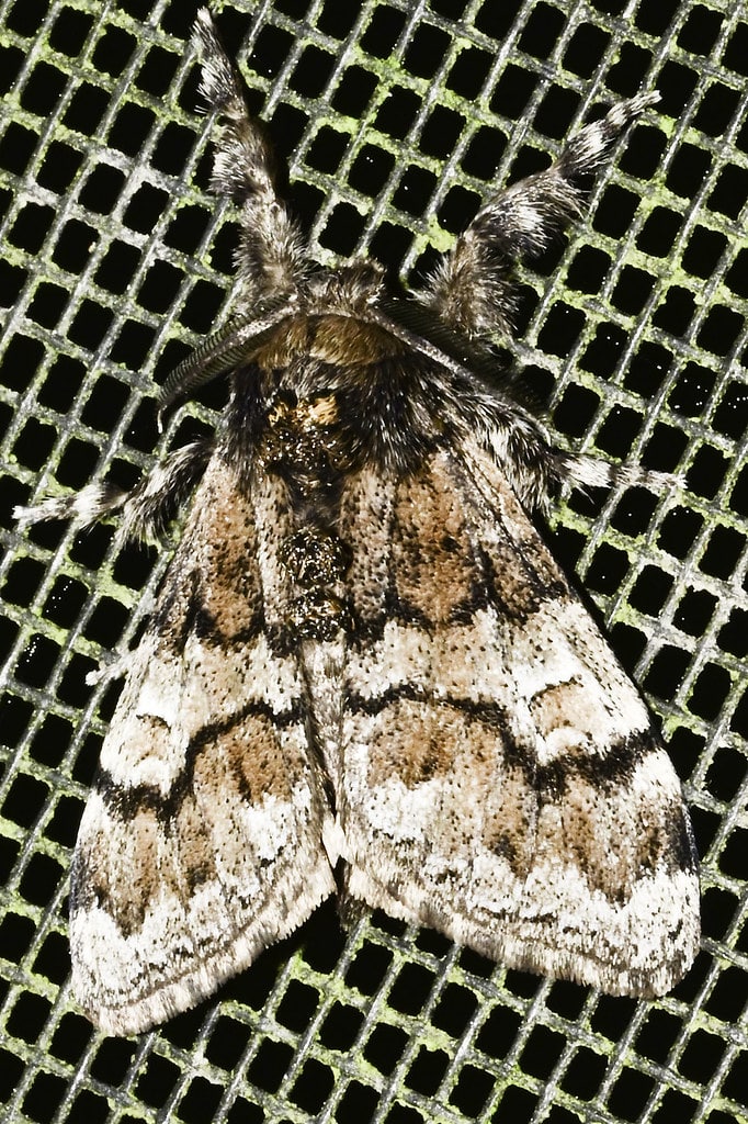 Manto Tussock Moth