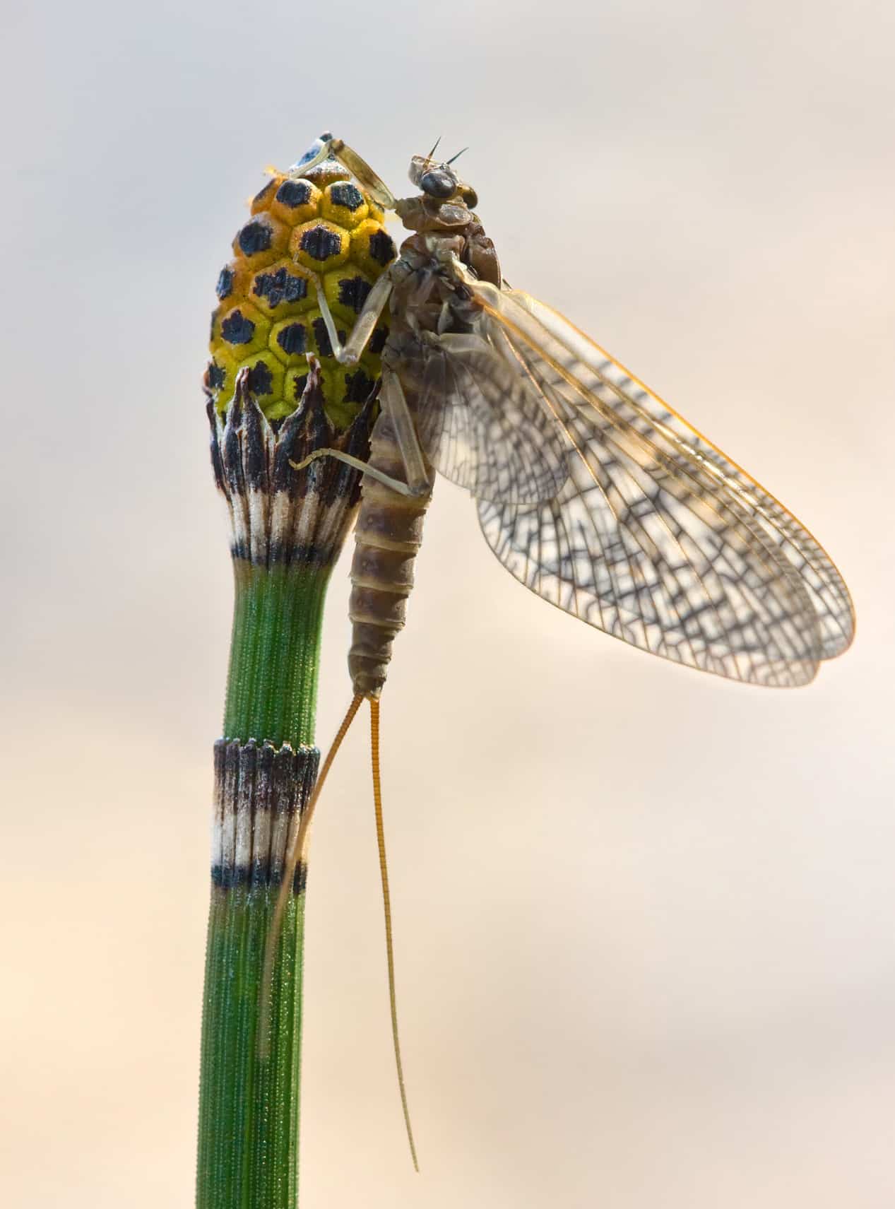 March Brown Mayfly