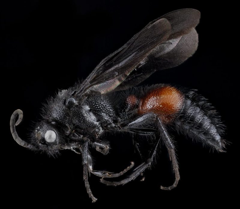 20 Different Types of Wasps in Arizona
