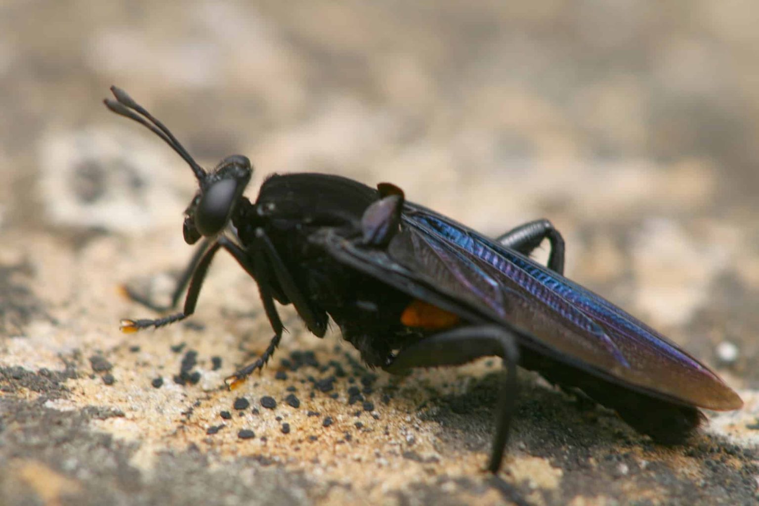 17 Different Types of Flies in Wisconsin