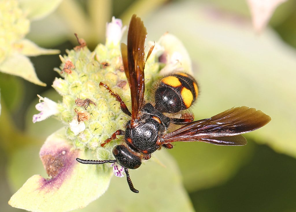 20 Different Types of Wasps in Oklahoma (With Pictures)