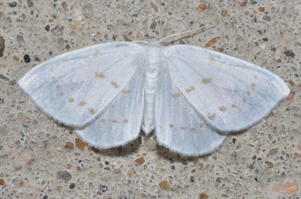 Northern Eudeilinia Moth