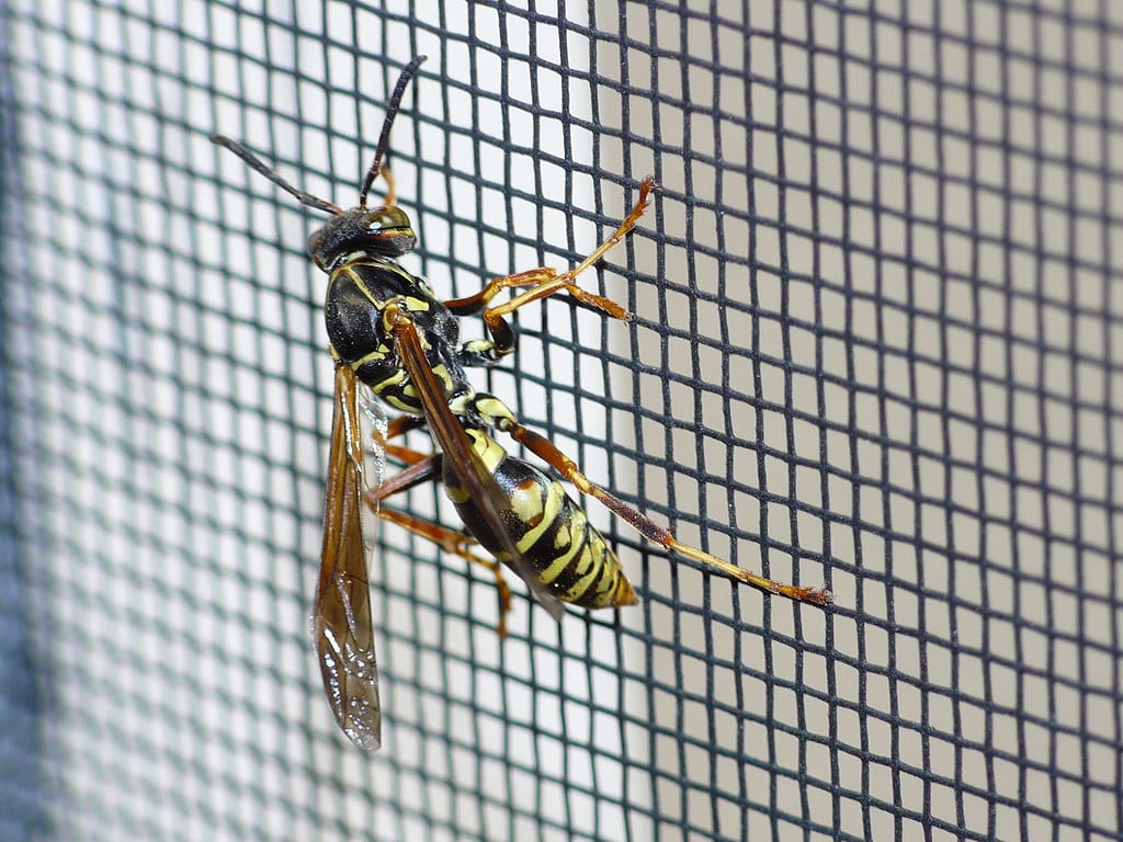 Northern Paper Wasps  - Types of Wasps in North America