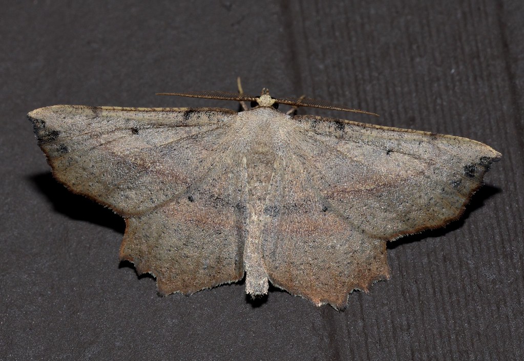 Obtuse Euchlaena Moth