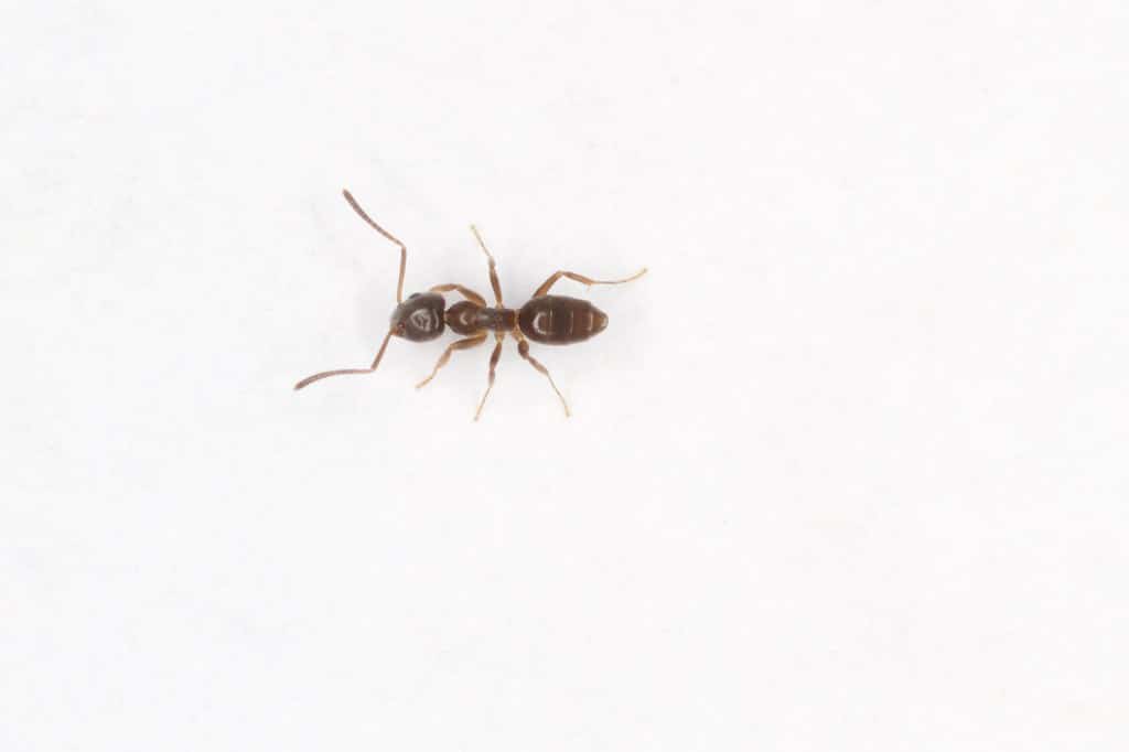 Odorous House Ant - Types of Ants in Minnesota