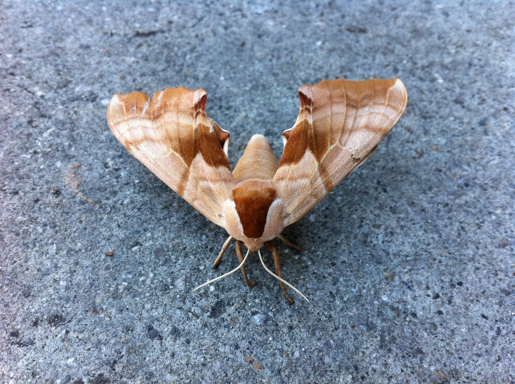 One-Eyed Sphinx Moth