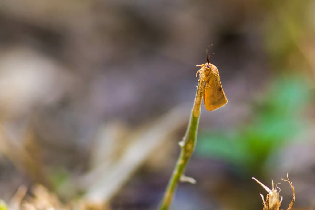 Orange Virbia Moth