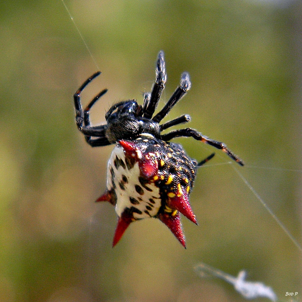 Orb Weavers