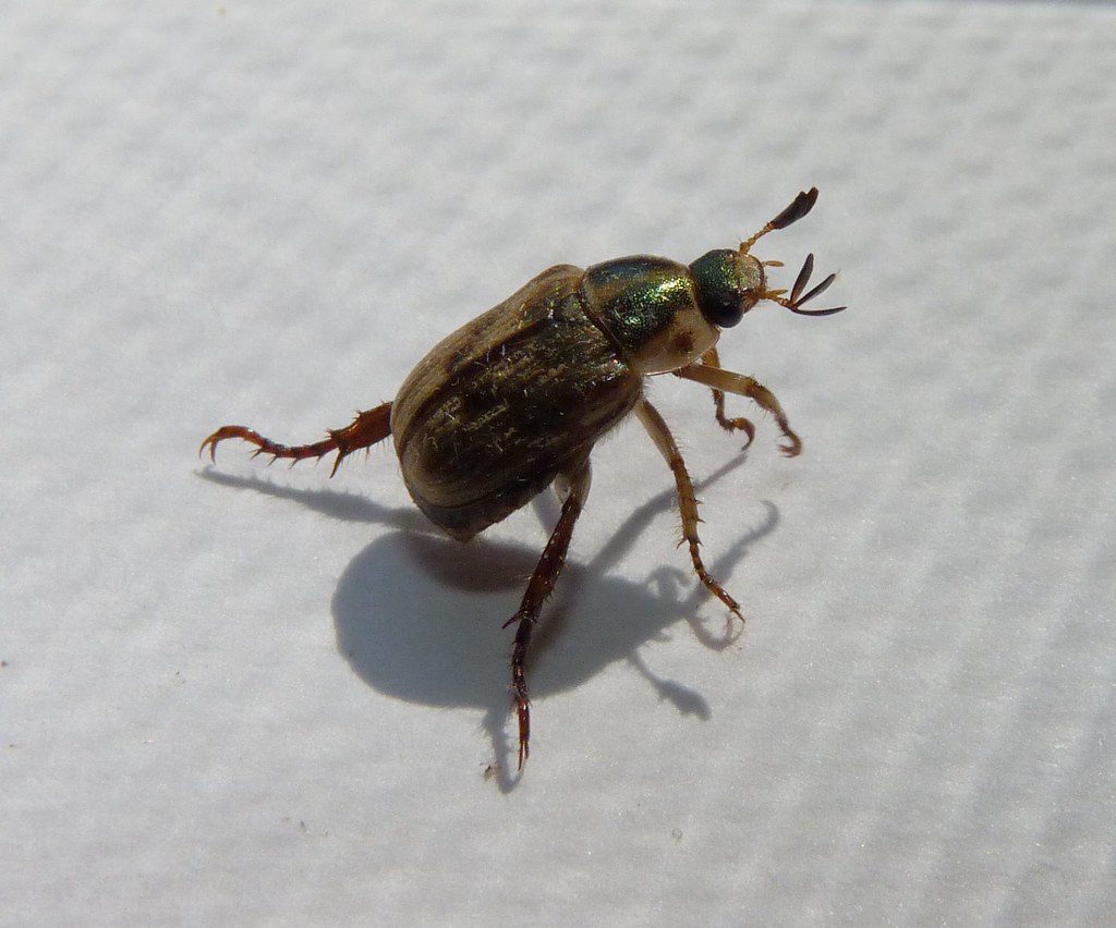Oriental Beetle