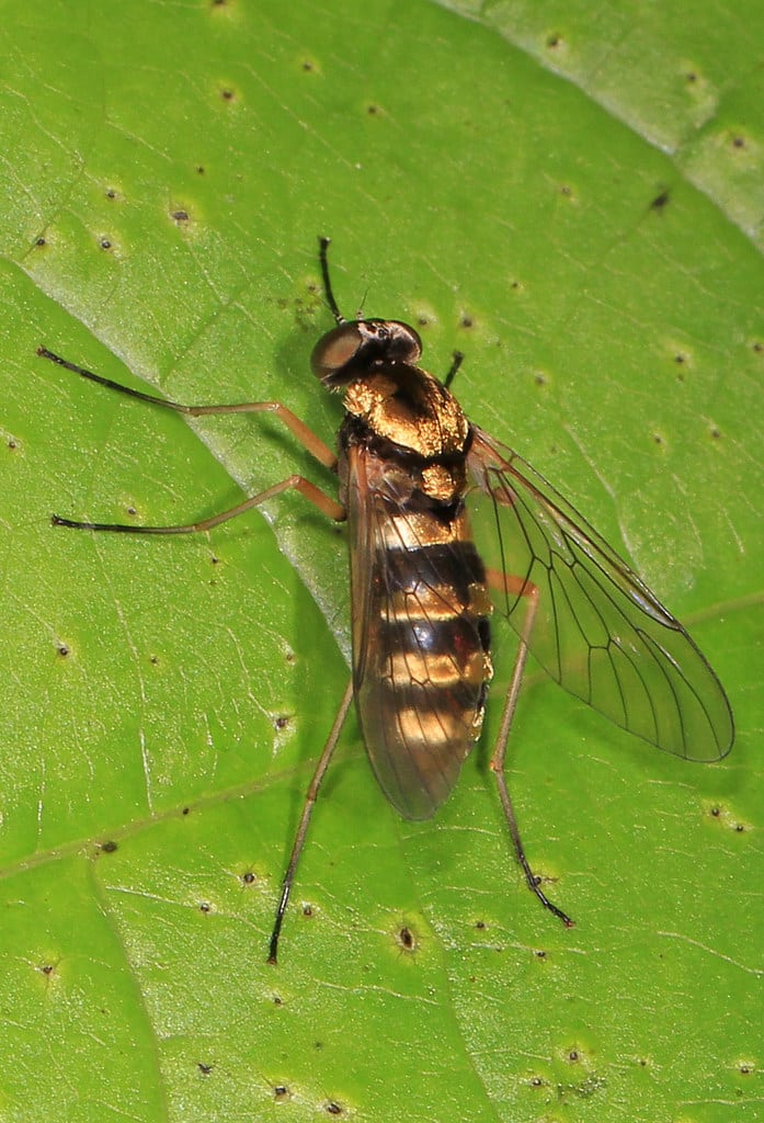 Ornate Snipe Fly