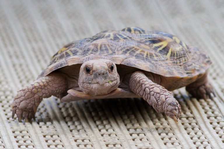 18 Different Types of Tortoises (With Pictures)