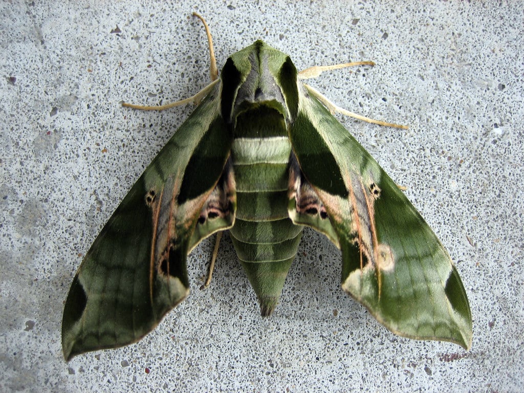 Pandorus Sphinx Moth