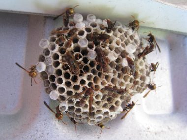 6 Different Types of Wasp Nests (With Pictures)