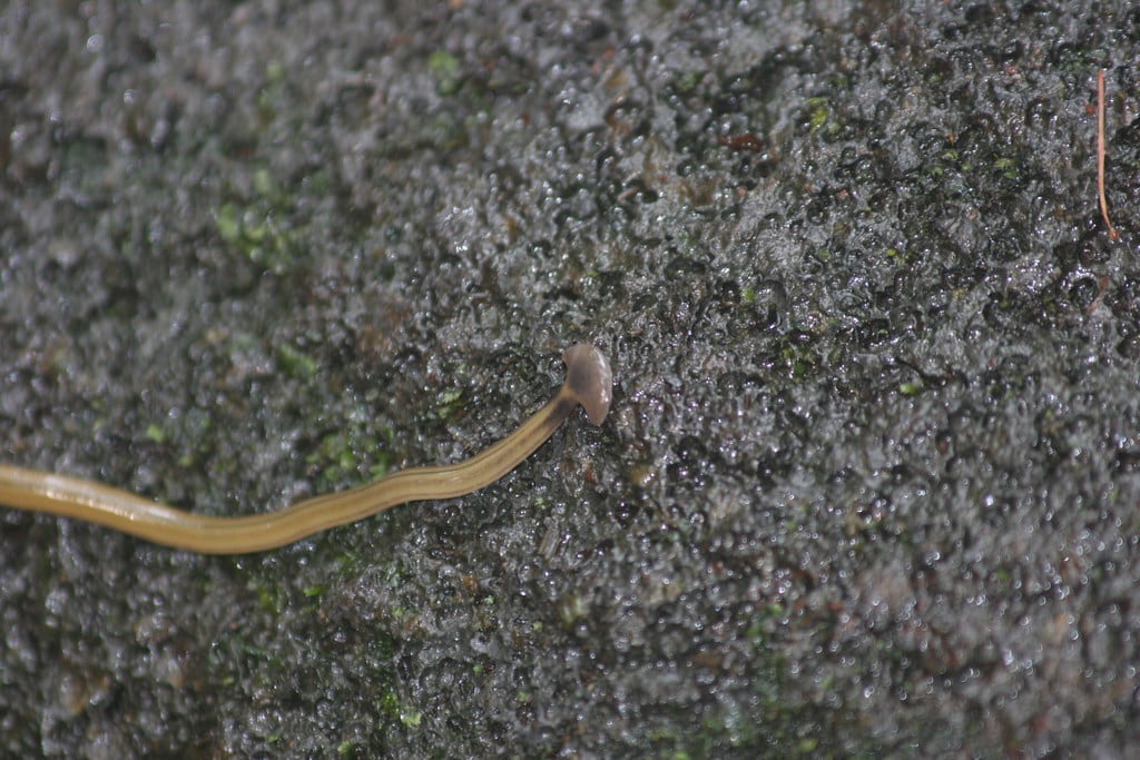 Parasitic Flatworms