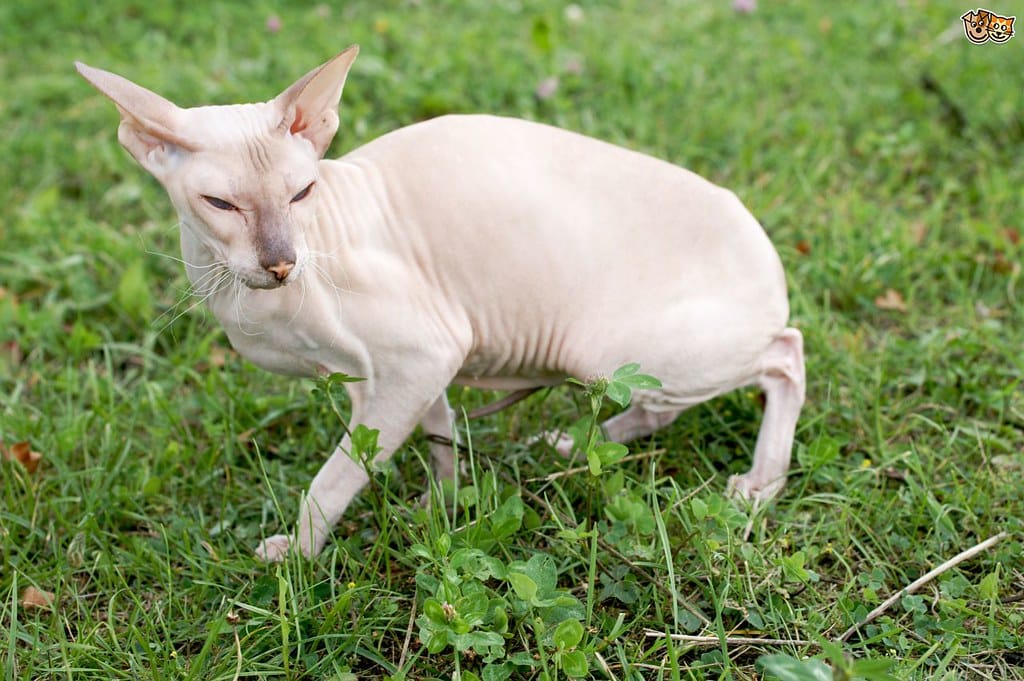 Peterbald - Most Expensive Cat Breeds