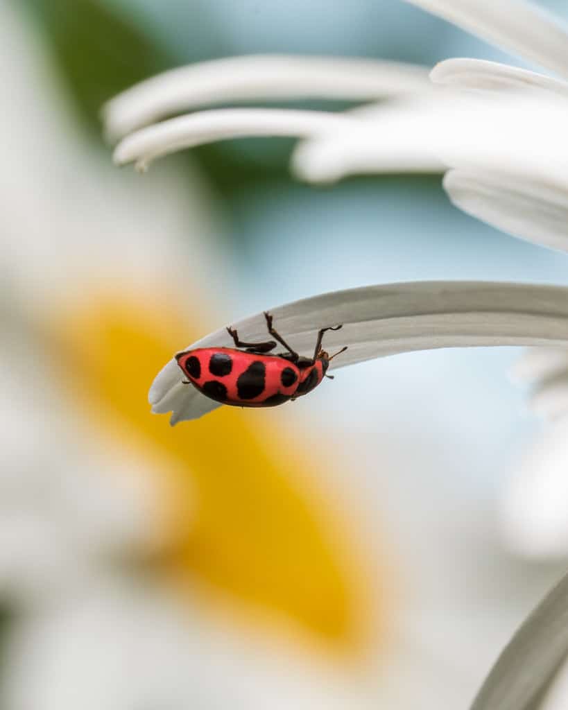 Pink Spotted Lady Beetle