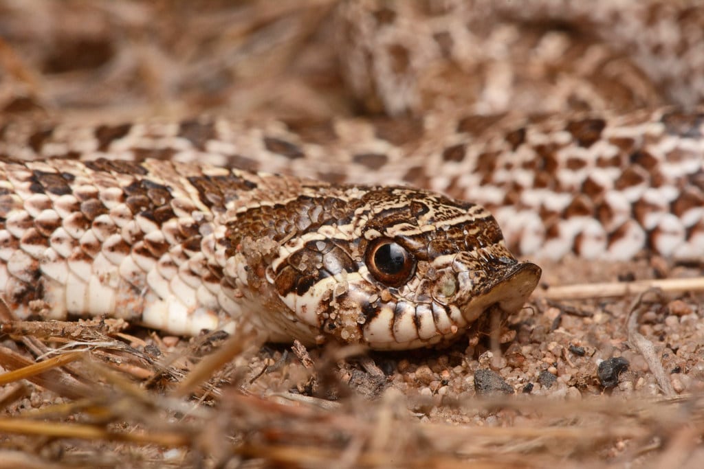 Plains Hog-nosed Snake 