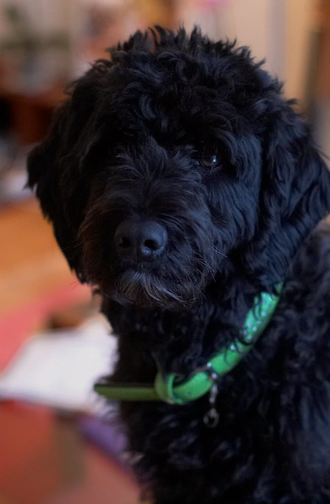 Portuguese Water Dog