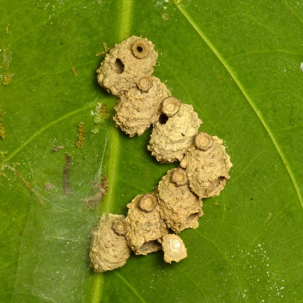 Potter Wasp Nest
