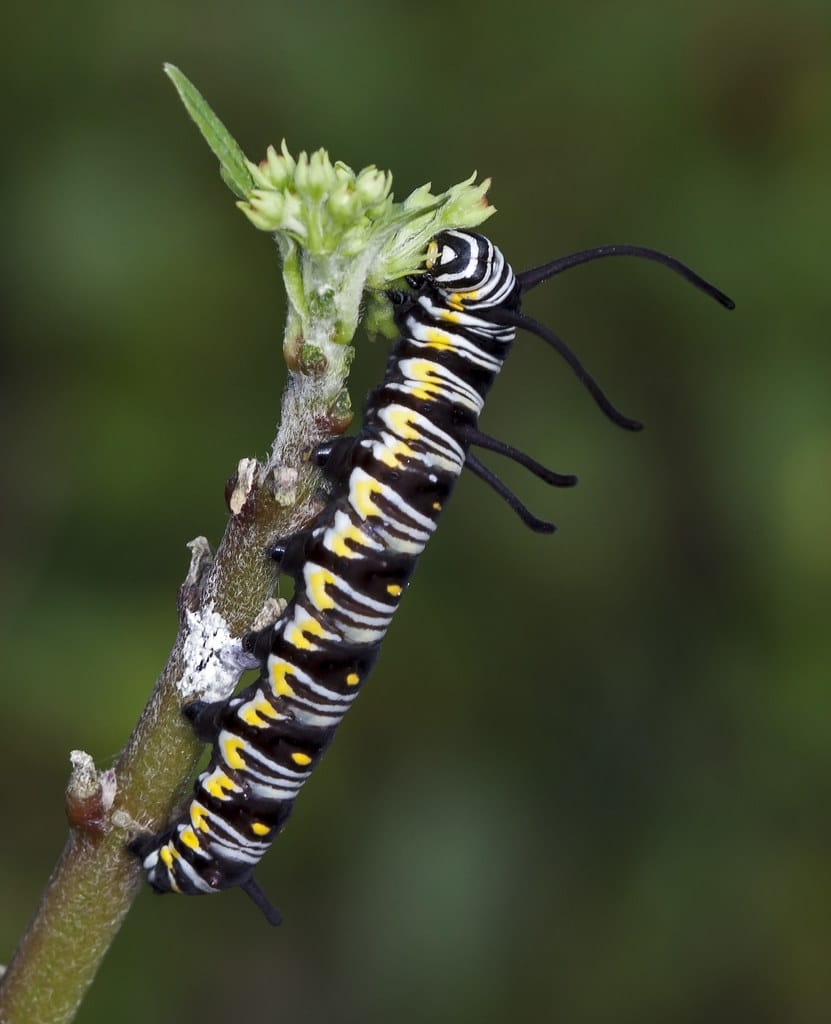 Queen Butterfly Caterpillar