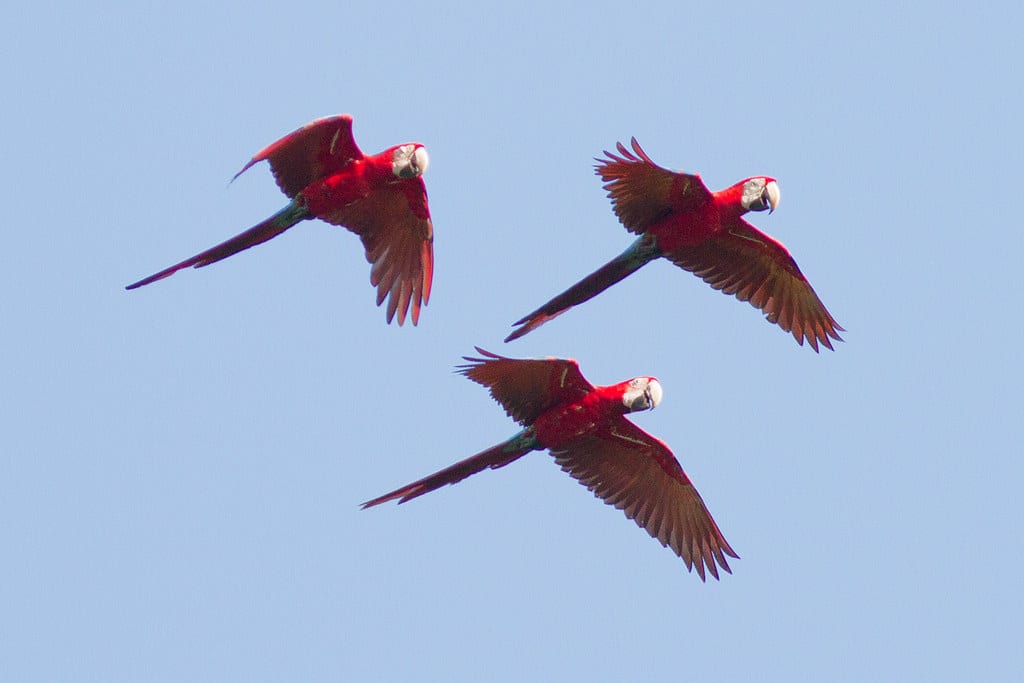 Red-and-Green Macaw