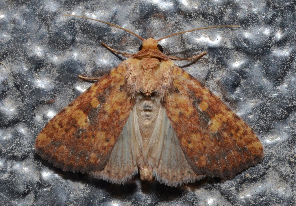 Red Groundling Moth