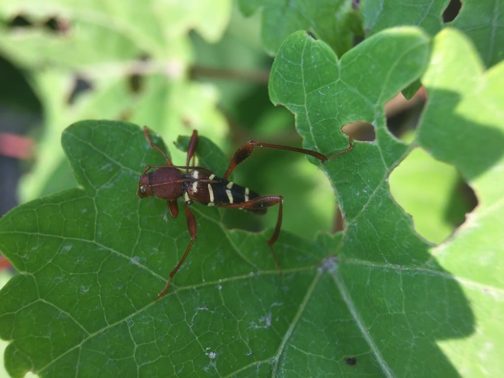 Red-Headed Ash Borer