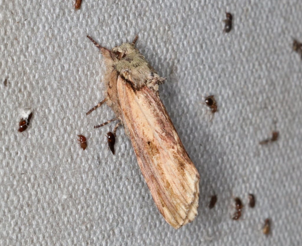 Red-Humped Caterpillar Moth