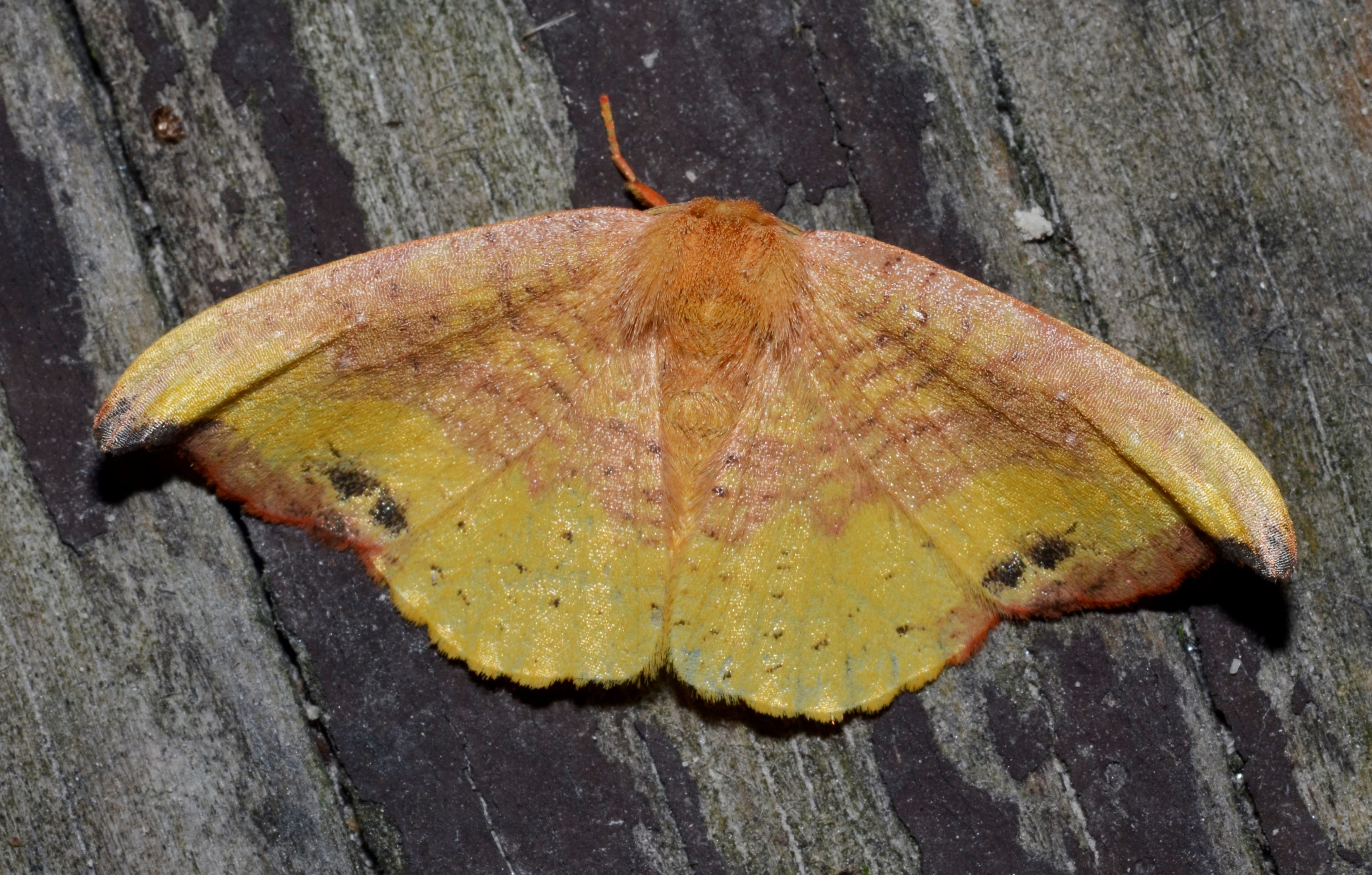 Rose Hooktip Moth - types of moths in north carolina