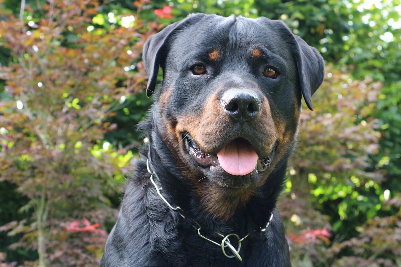 Rottweiler - Most Dangerous Dog Breeds