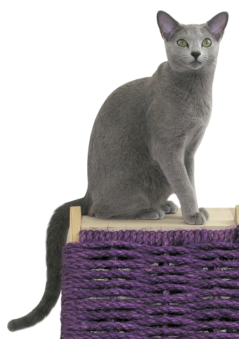 Russian Blue - unhealthiest cat breeds