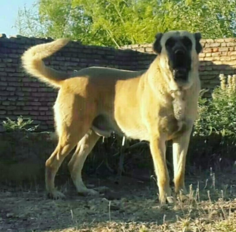 Banned Dog Breeds 15 Most Banned Dogs Around the World