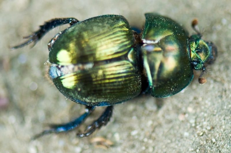14 Different Types of Beetles in Ohio (With Pictures)