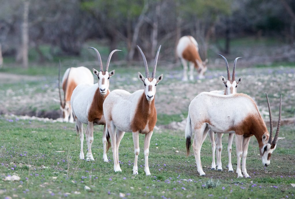 Scimitar Oryx 