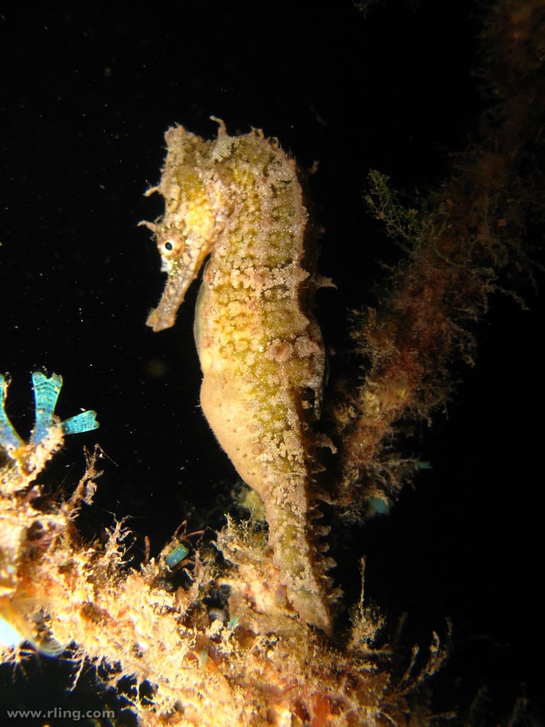 Seahorses