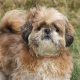 Shih Tzu - Chinese Dog Breeds