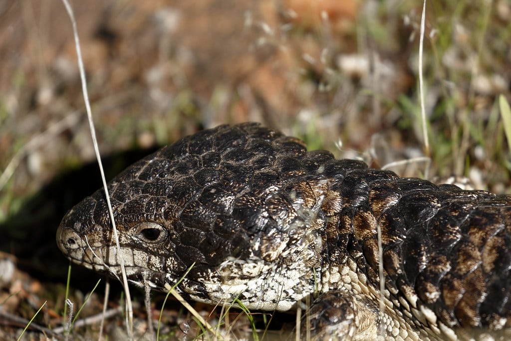 Shingleback Lizards