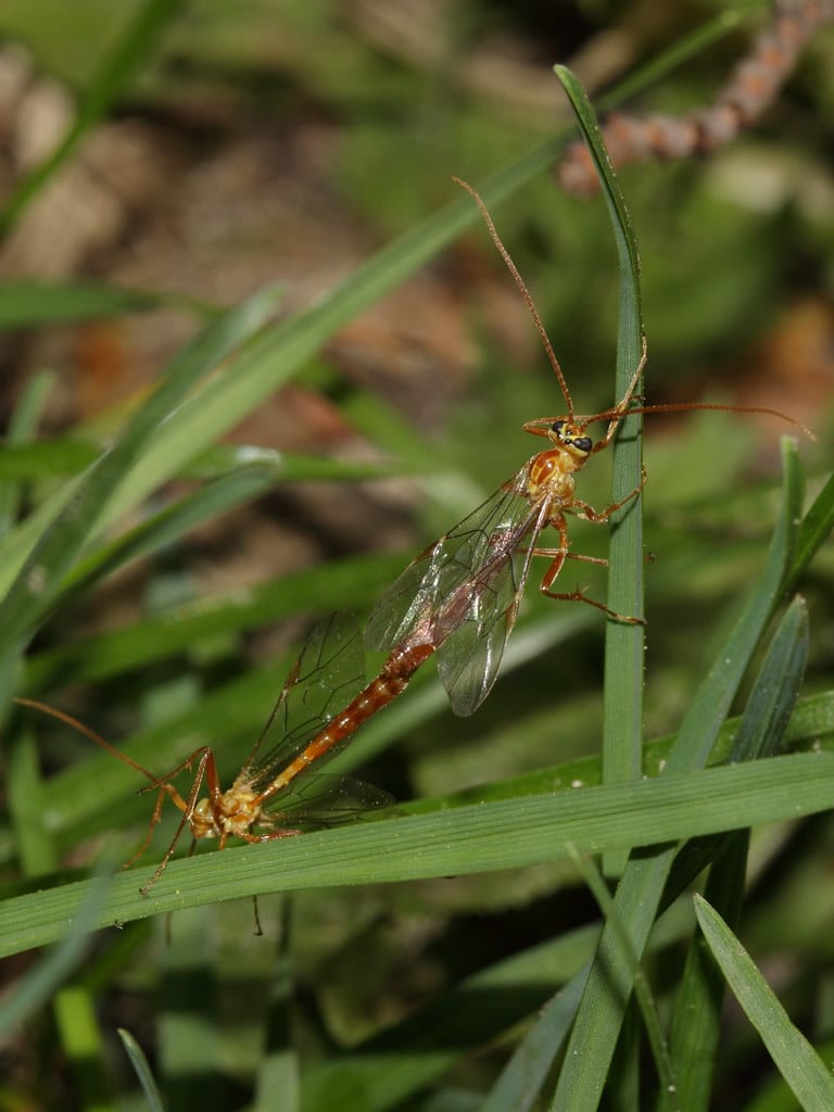 Short-tailed Ichneumon Wasp