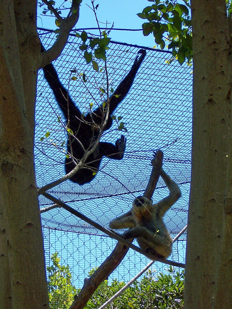 Siamang Monkeys