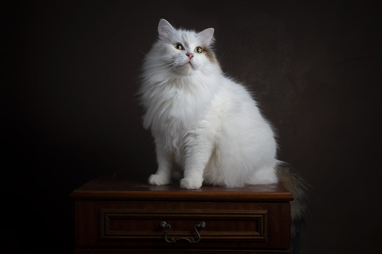 Siberian - Most Expensive Cat Breeds