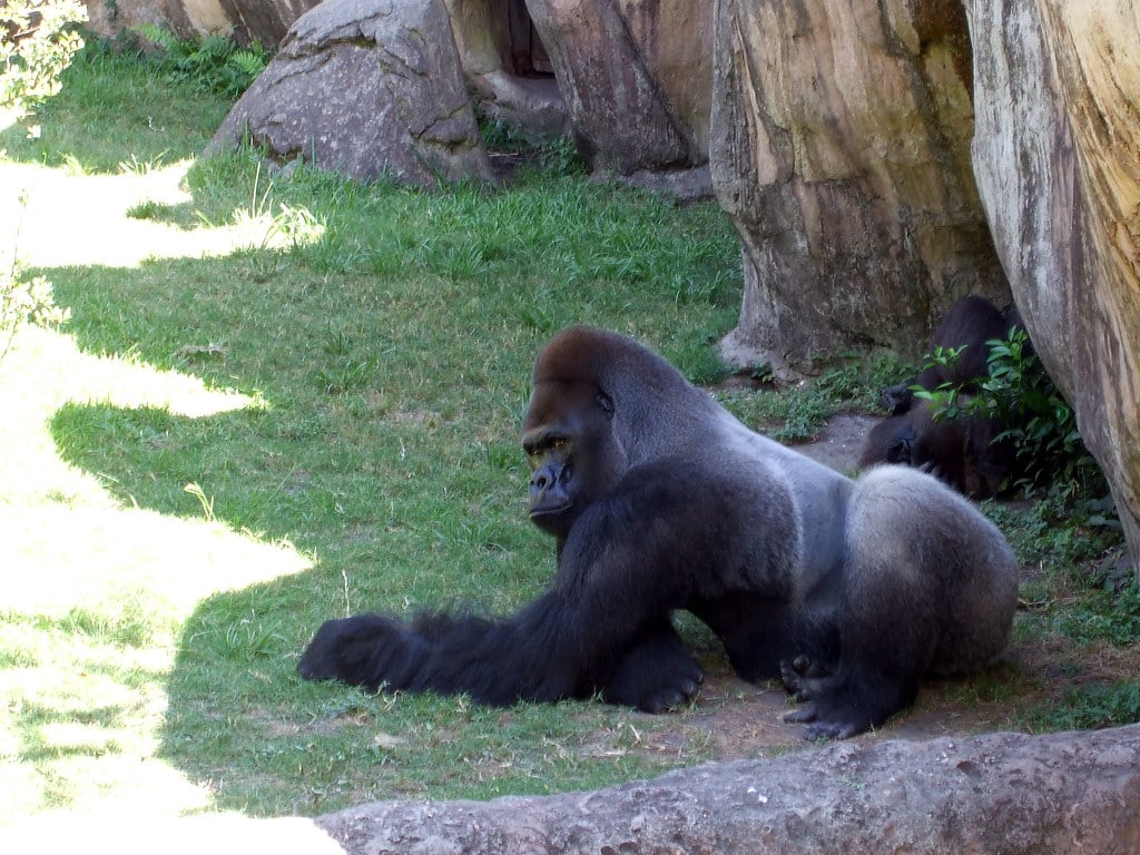 Silverback Gorillas
