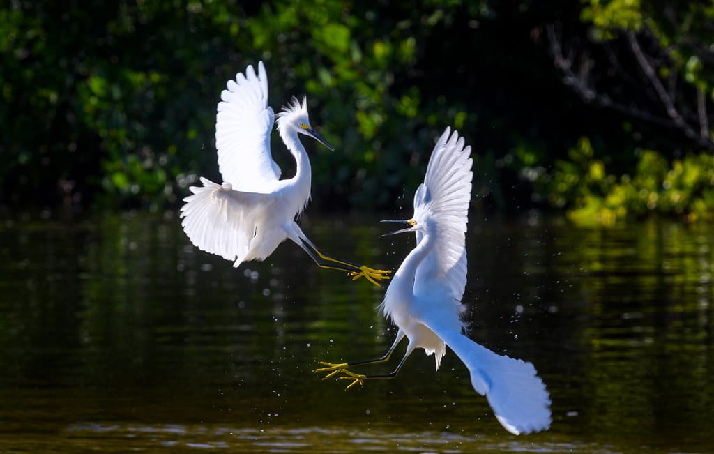 Snowy Egret - Types of Herons in Michigan