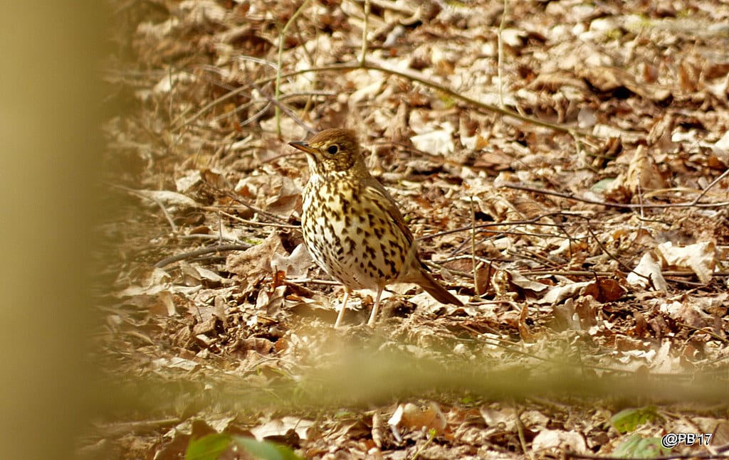 Song Thrush