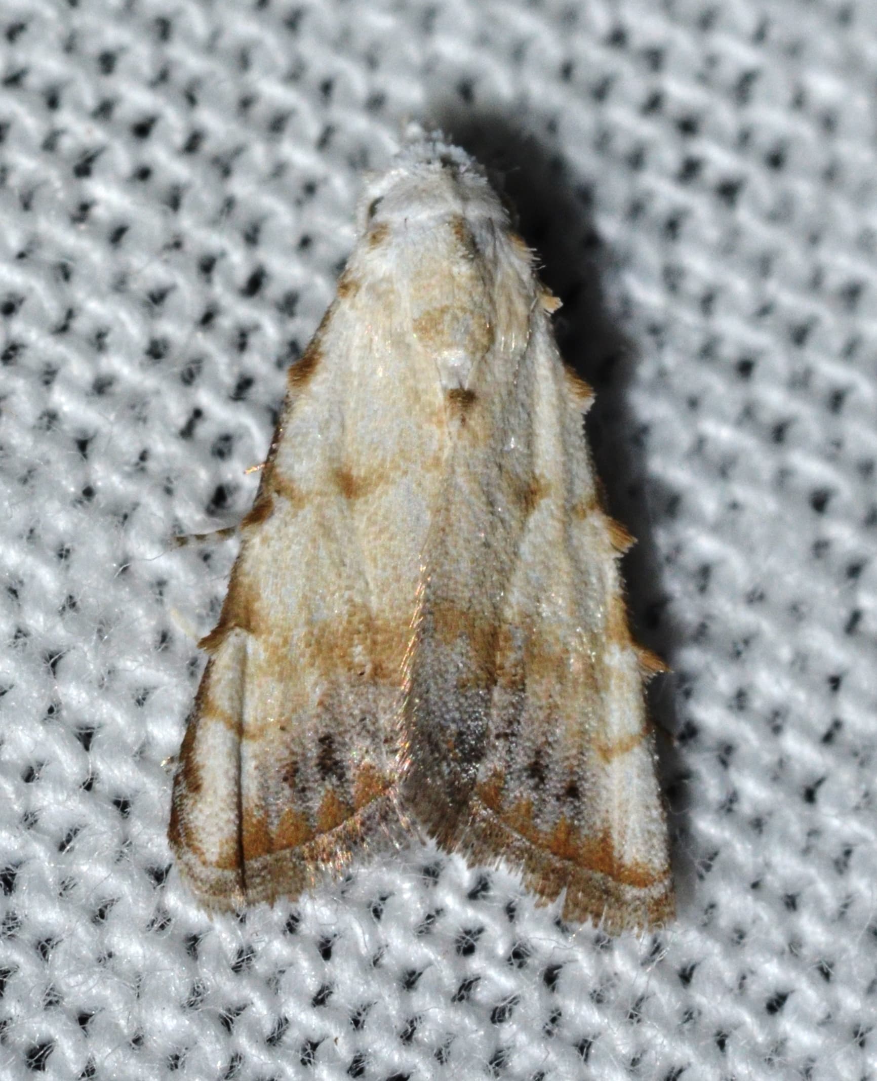 Sorghum Webworm Moth