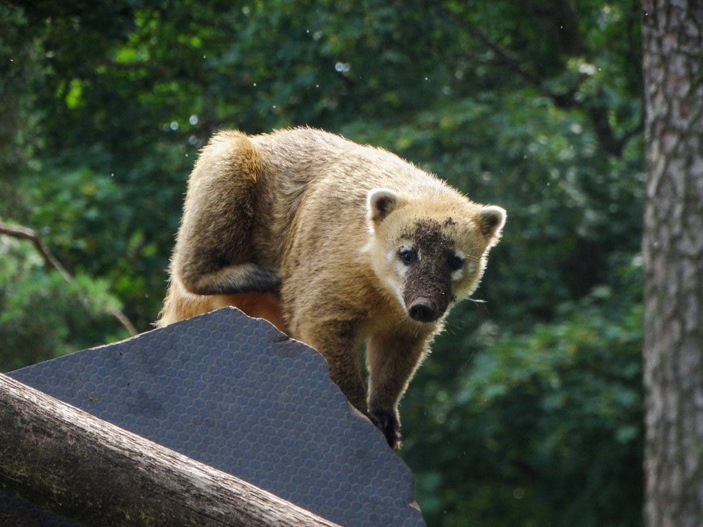 South American Coati